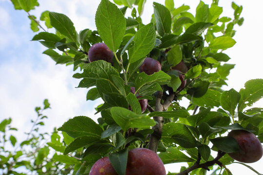 Ripe purple plums hang on the top branches of a young tree against a blue summer sky. Dense green leaves surround the juicy fruits ready for harvesting in a home garden.