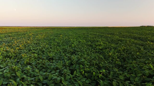 Vast green soybean field swaying in the wind under a sunset sky with a rising full moon on the horizon
