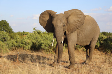 Fototapeta premium Afrikanischer Elefant / African elephant / Loxodonta africana