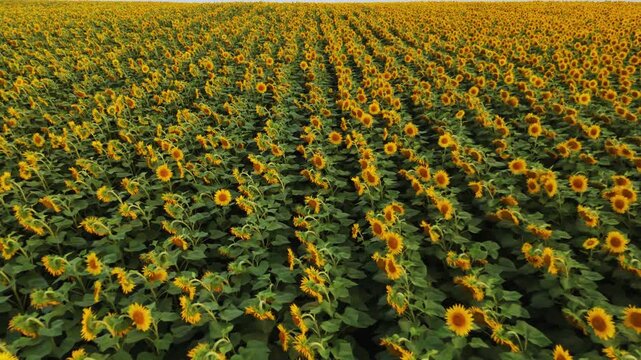 Aerial backwards flight revealing endless sunflower field during golden hour sunset with beautiful yellow flowers