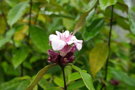 Beautiful Sanchezia Flower in Bloom Natural Setting