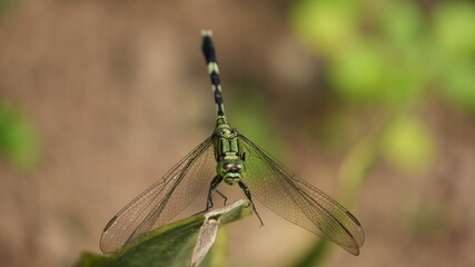 Macro Shot of a Green Dragonfly Perched on a Leaf with Transparent Wings and Blurred Background © Silmiart