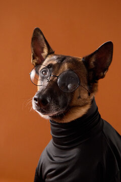 Belgian Malinois poses confidently in a black turtleneck against warm orange. Minimal fashion portrait gives the working dog a sophisticated modern personality.