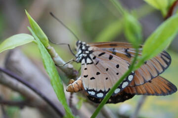 Tawny Coster Butterfly on Green Leaves Macro Photography © Jimmy