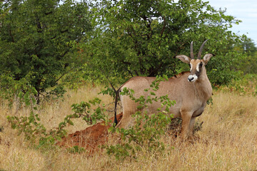 Roanantilope oder Pferdeantilope / Roan antelope / Hippotragus equinus © Ludwig