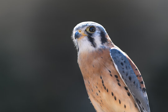 American Kestrel (Falco sparverius) Looks Up and to Left