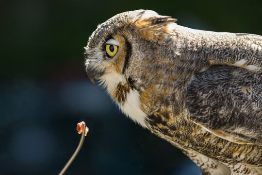 Great Horned Owl (Bubo virginianus) Offered Piece of Piece with Forceps