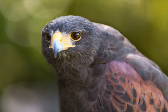Hawk ( Parabuteo unicinctus) Stares Out