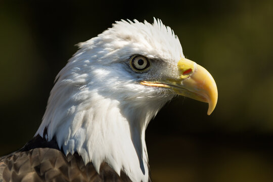 American Bald Eagle (Haliaeetus leucocephalus) in Profile Against Dark Facing Right