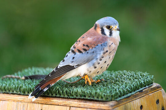 American Kestrel ( Falco sparverius) Stands on Perch With One Foot Up