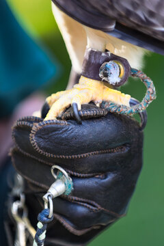 Handler Holds Hawk in Jessies on Gloved Fist
