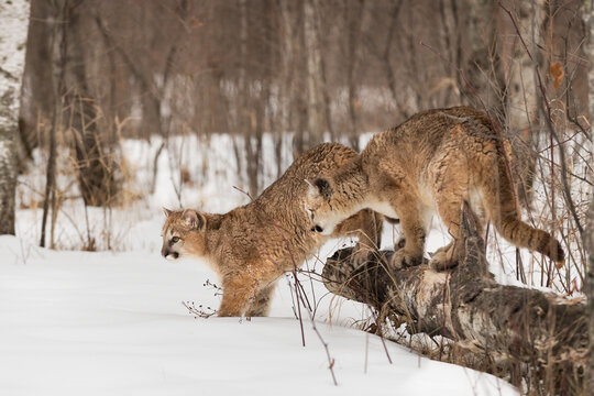 Cougars (Puma concolor)  Move Off of Birch Log Winter