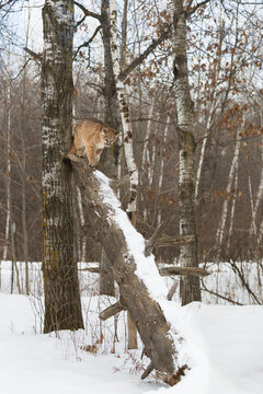 Cougar (Puma concolor)  Looks Down Tree Trunk Preparing to Descend Winter