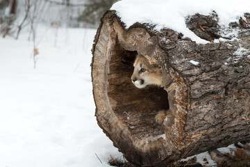 Female Cougar (Puma concolor) Peers Nose Out of Hollow Log Winter © geoffkuchera