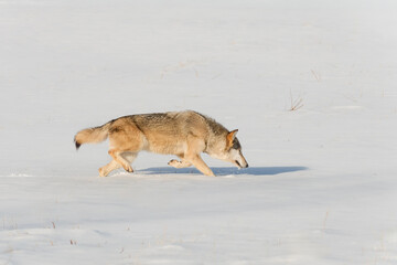 Grey Wolf (Canis lupus) Runs Right Nose to Snow Winter © geoffkuchera