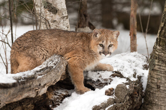 Cougar (Puma concolor)  Turns While Atop Snow Covered Log Winter