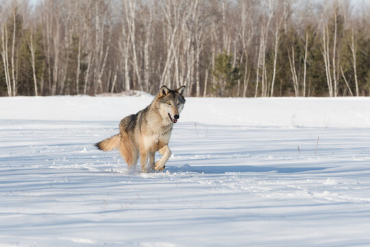 Grey Wolf (Canis lupus) Trots Through Field of Snow Winter