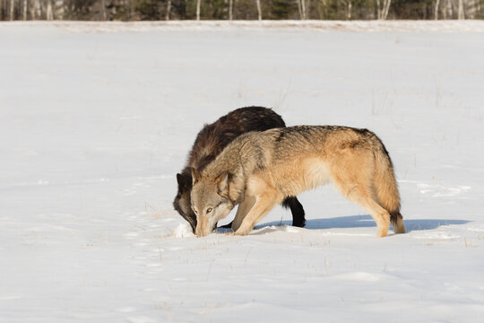 Pair of Grey Wolves (Canis lupus) Heads Together Sniffing in Snow Winter