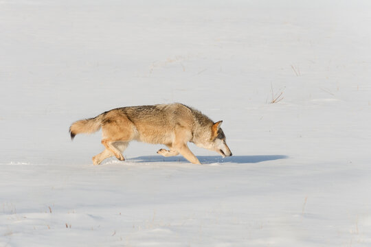 Grey Wolf (Canis lupus) Runs Right Nose to Snow Winter