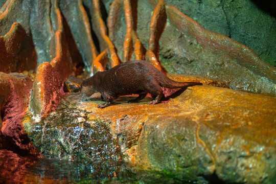 A playful otter rests inside a naturalistic habitat designed to recreate its native environment in an animal exhibit.
