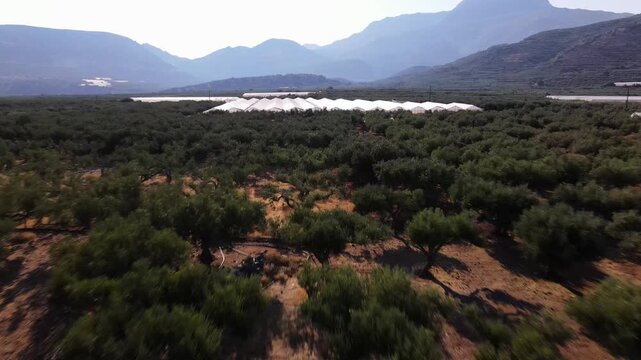 Aerial view flying over a vast olive grove plantation in a valley with mountains and greenhouses in the background