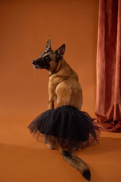 Belgian Malinois sits in a black tutu against a warm orange studio background. Funny fashion styling creates a playful pet portrait with elegant theatrical character.