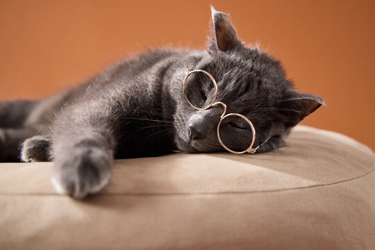 Gray cat sleeps peacefully with eyeglasses resting beside its face on a soft bed. Funny cozy scene suggests reading, relaxation, comfort and lazy home lifestyle.
