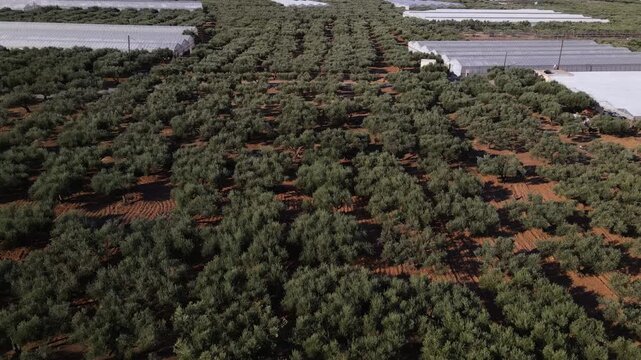 Aerial drone view of an olive grove and agricultural greenhouses during the harvesting season in a rural landscape