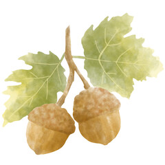 Hand Painted Watercolor Oak Branch with Two Acorns and Green Golden Leaves for Autumn Nature Illustration © lesiuoag