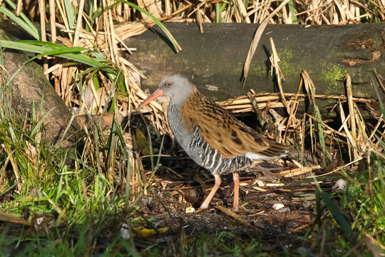 Water Rail (Rallus aquaticus) foraging in a wetland marsh, elusive wading bird in its natural habitat