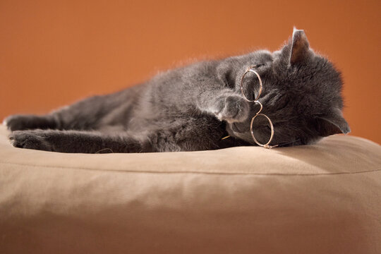 Gray cat rests peacefully beside glasses on a soft beige bed in the studio. Relaxed humorous scene suggests reading, sleep, comfort and cozy home lifestyle.