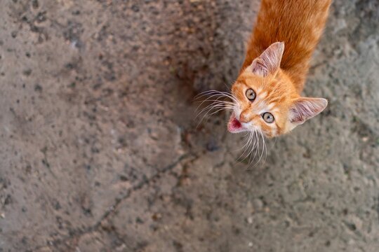 Cute ginger kitten looking up and meowing with copy space