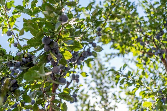 Organic wild plums growing on branches in sunny orchard background