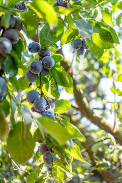 Fresh ripe blue plums on tree branches in summer garden template
