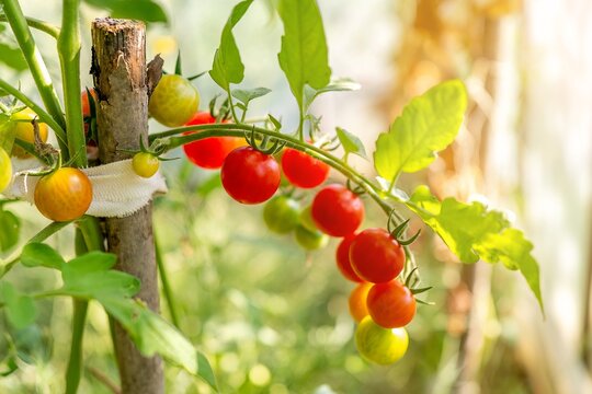 Fresh organic cherry tomatoes ripening on vine in sunny greenhouse template