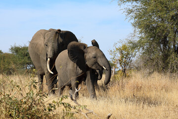Fototapeta premium Afrikanischer Elefant / African elephant / Loxodonta africana
