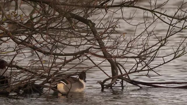 A male pintail or northern pintail (Anas acuta) preening its feathers while sheltering under a tree