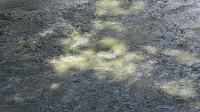 Sunlight patch illuminating dense green algae bloom on stagnant water surface
