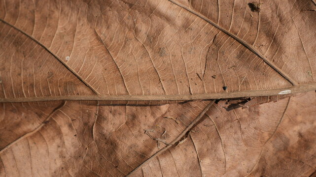 Macro Texture of Dried Brown Autumn Leaf Showing Detailed Veins and Organic Pattern Background
