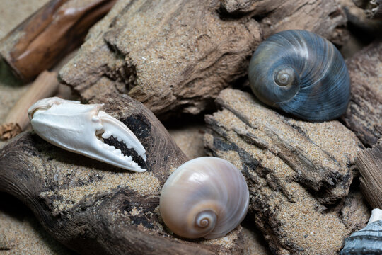 Still life of shells and artifacts shaped and returned by the sea 3
