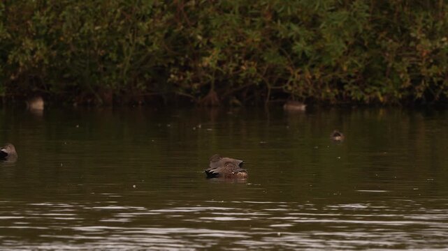 Male and female gadwalls (Mareca strepera) resting on a pond