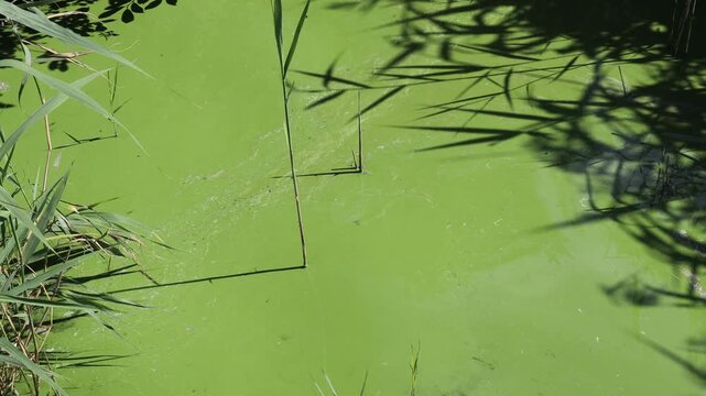Bright green water covered with algae bloom surrounded by reeds