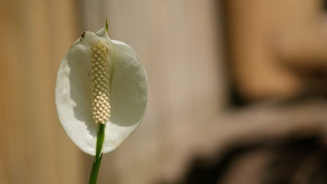 Elegant White Peace Lily Flower Bloom with Spadix and Spathe Against Blurred Earthy Background