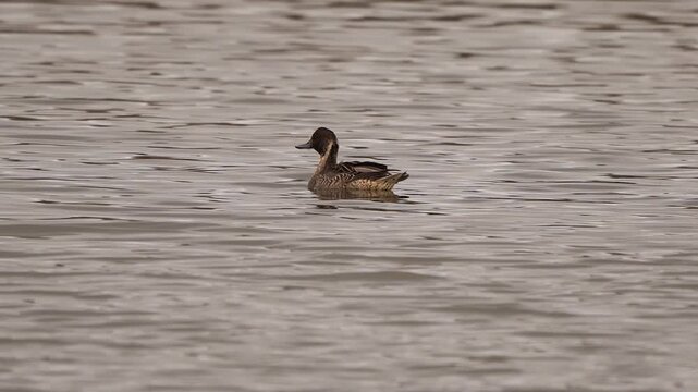 A male pintail or northern pintail (Anas acuta) in eclipse plumage swimming on a pond and inspecting its surroundings