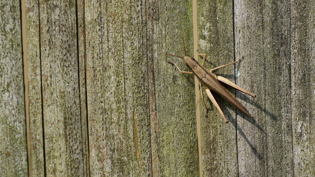 Brown Grasshopper Camouflaged on a Weathered Rustic Wooden Fence Background in the Garden