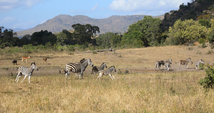 Steppenzebra / Burchell's zebra / Equus quagga burchellii
