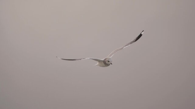 An adult common gull (Larus canus) in winter plumage flying calmly past on a cloudy day - slow motion