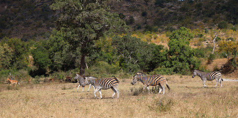 Schwarzfersenantilope / Impala / Aepyceros melampus © Ludwig
