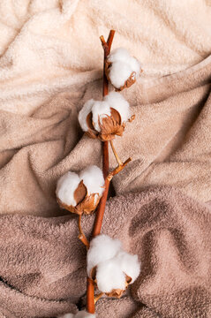 Natural cotton branch lies on folded towels in soft beige tones, showing cotton fiber beside plush fabric, textile texture, gentle bath styling and organic material for lifestyle marketing.