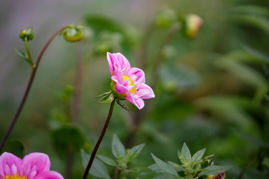 Beautiful pink dahlia